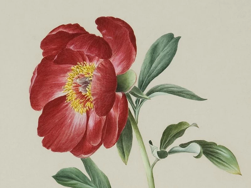 1828-Lydia Shackleton - Paeonia officinalis